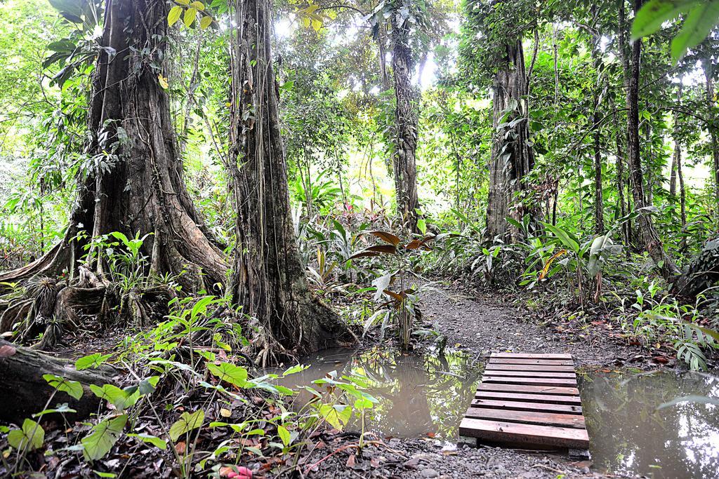 Korrigan Lodge Cahuita Εξωτερικό φωτογραφία