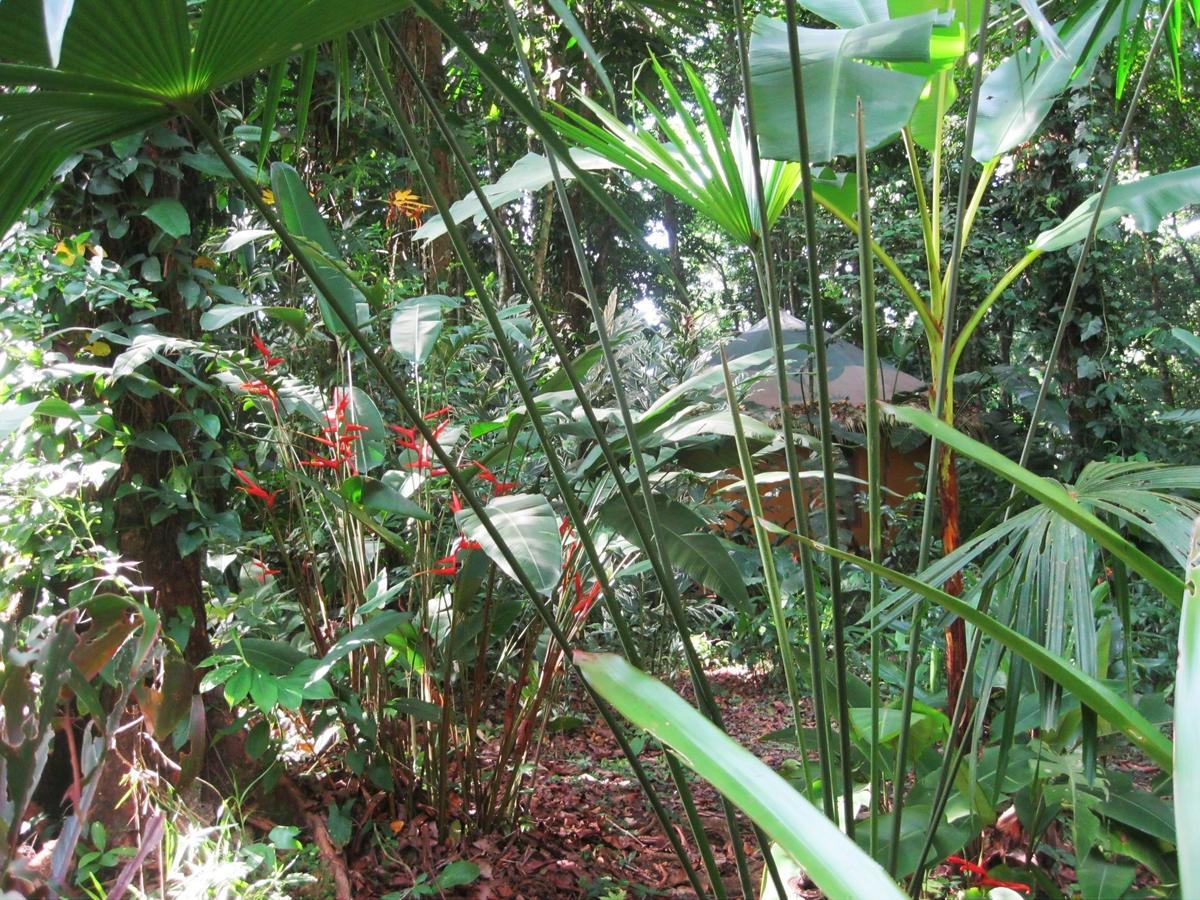 Korrigan Lodge Cahuita Δωμάτιο φωτογραφία